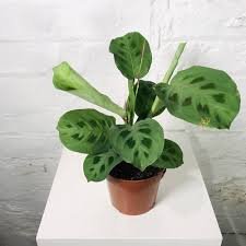 Prayer Plant